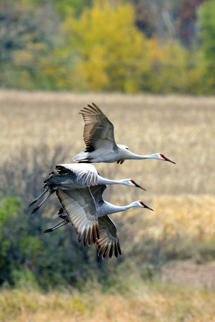 Талдом Журавлиная Родина