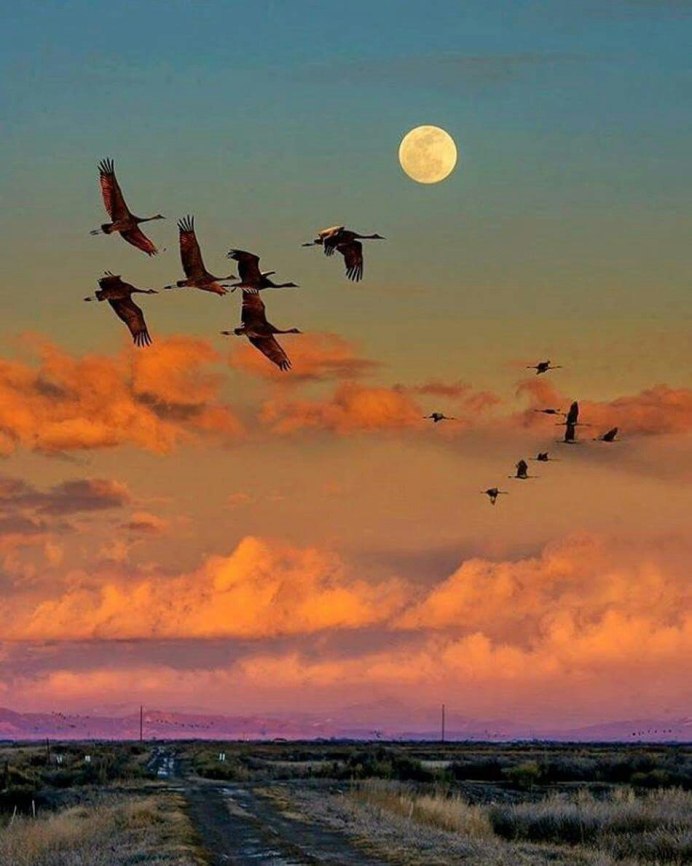 Птицы в осеннем лесу