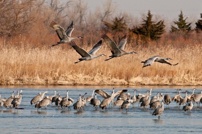 Осенний журавлиный Клин
