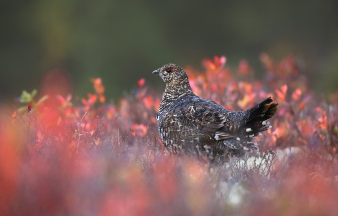 Серая куропатка (Perdix Perdix)