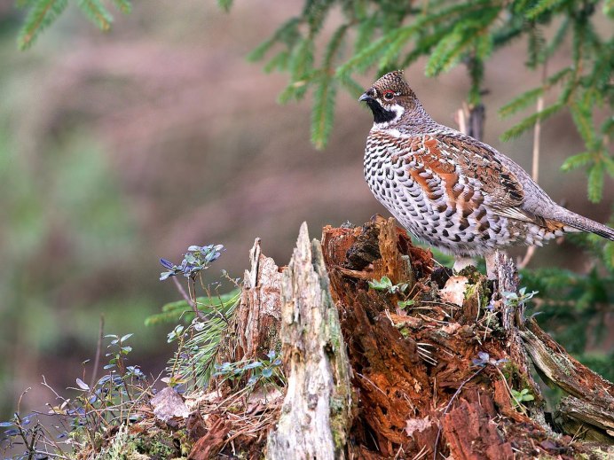 Серая куропатка (Perdix Perdix)