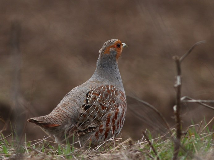 Серая куропатка (Perdix Perdix)