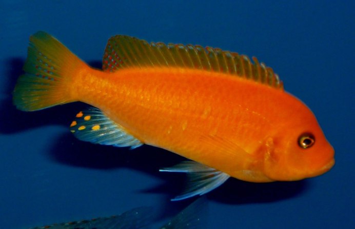 Псевдотрофеус Еллоу