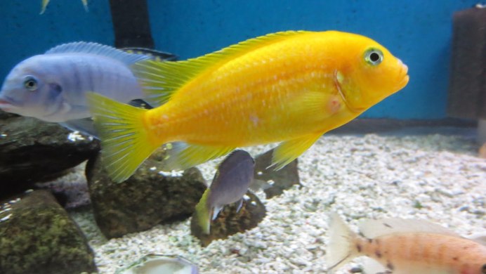 Псевдотрофеус желтый цихлиды