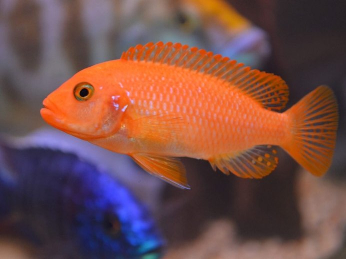 Метриаклима Ломбардо