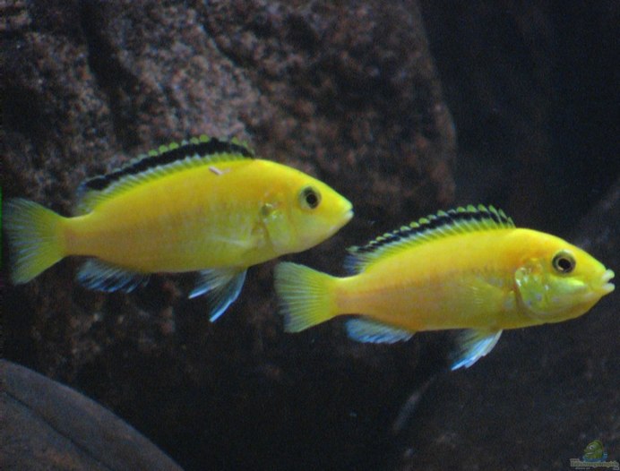 Мейсон риф цихлида