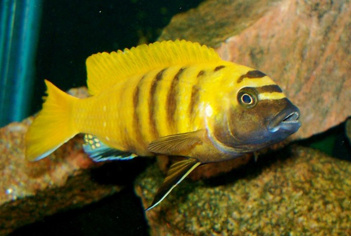 Псевдотрофеус Еллоу