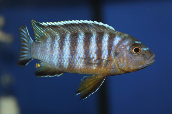 Псевдотрофеус Саулози