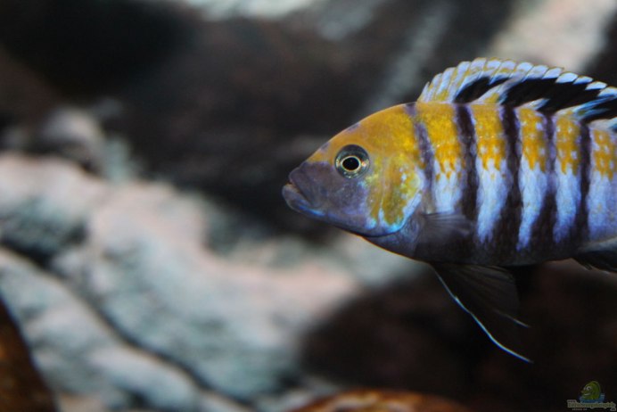 Цихлиды Псевдотрофеус Зебра