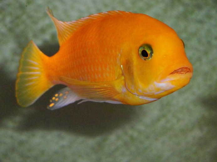 Псевдотрофеус хонги