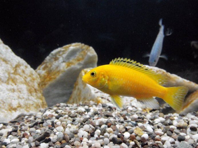 Псевдотрофеус элонгатус Чайлози