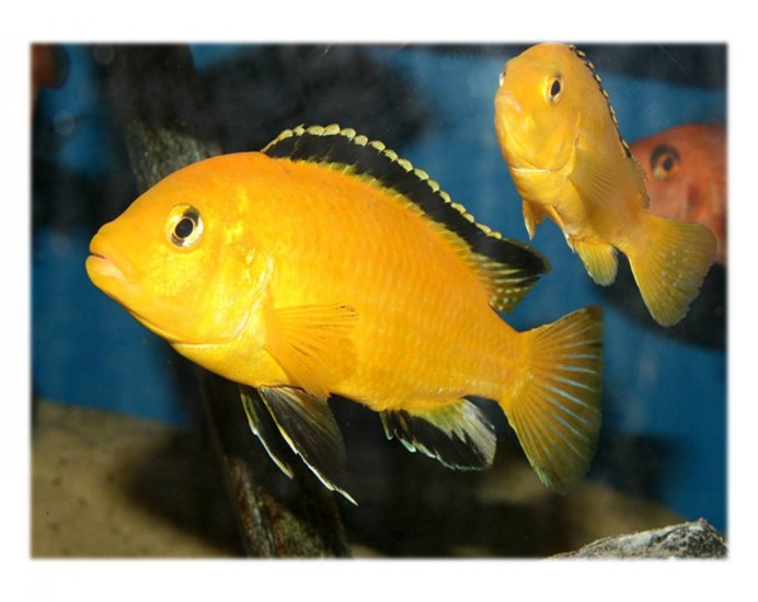 Цихлиды Лабидохромис оранжевый