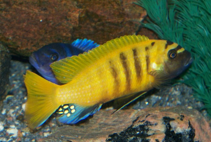 Трофеус Зебра