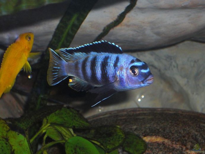 Псевдотрофеус икола малек