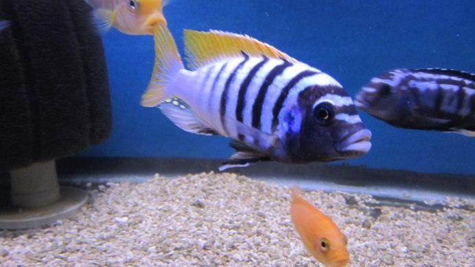 Рыбка цихлида Еллоу