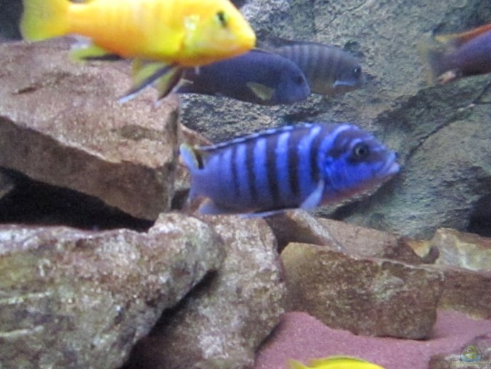 Кобальтовая Зебра цихлида
