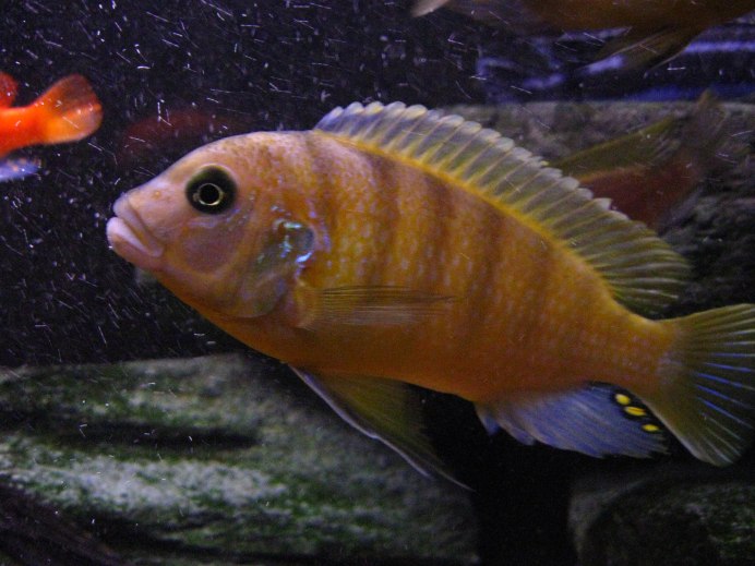 Цихлида Псевдотрофеус Зебра красная