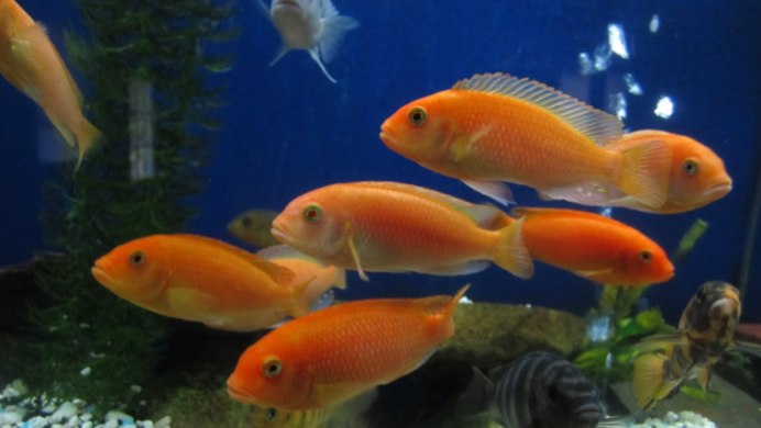 Лабидохромис Йеллоу малек