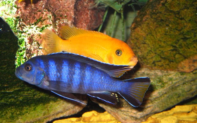 Лабидохромис Кимпума