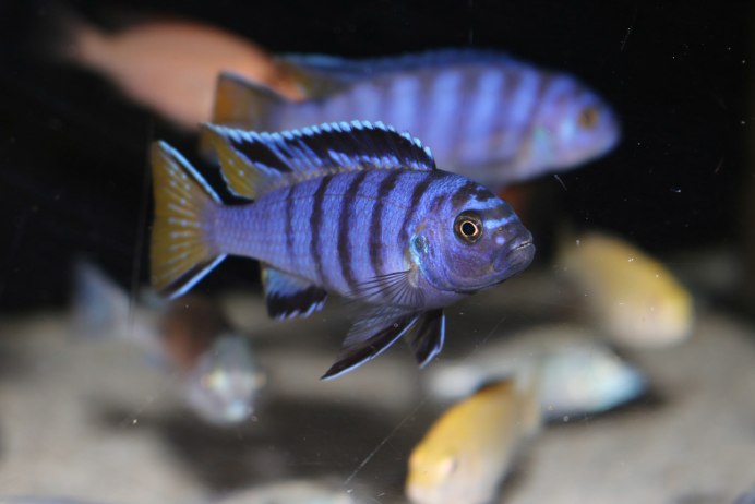 Красная Зебра цихлида мальки