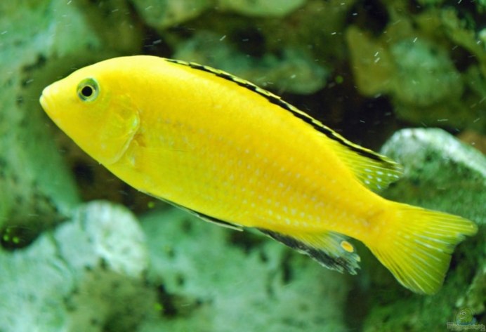 Псевдотрофеус Крабро хамелеон