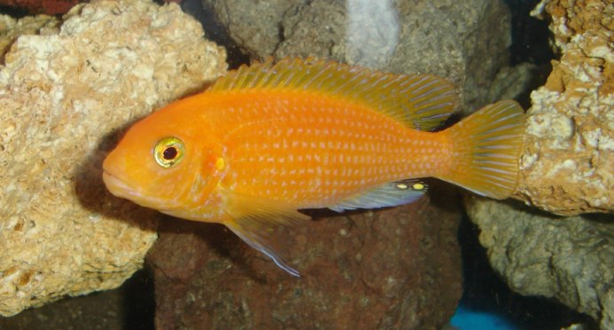 Псевдотрофеус Голд Каванга