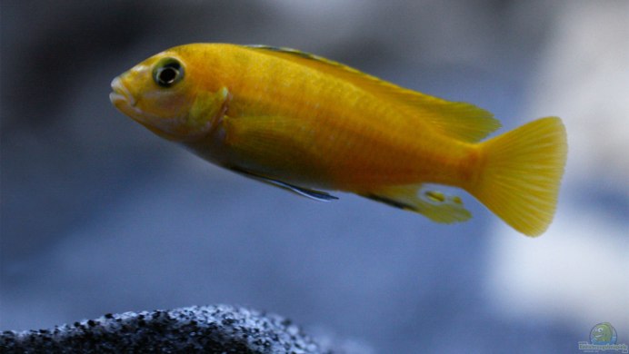 Цихлазома Йеллоу