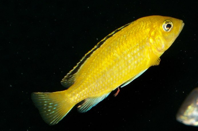 Цихлиды Зебра