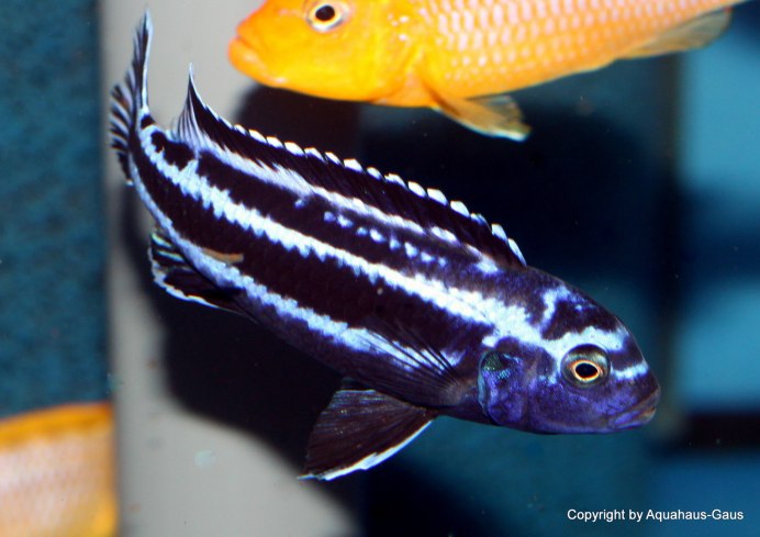 Метриаклима Зебра супер ред