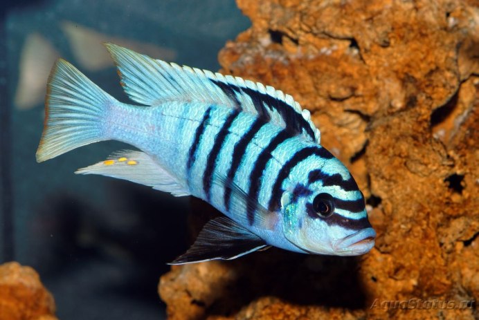 Цихлида Псевдотрофеус Зебра красная