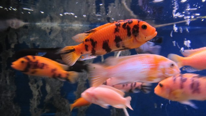 Меланохромис Йохани