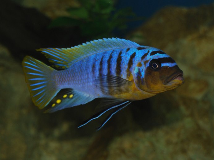 Псевдотрофеус интерруптус