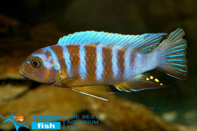 Меланохромис Еллоу