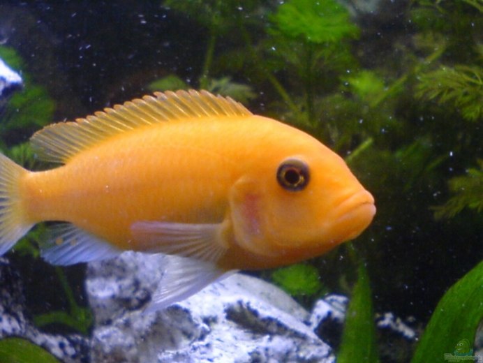 Псевдотрофеус Зебра ред