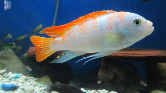 Псевдотрофеус Зебра Метриаклима