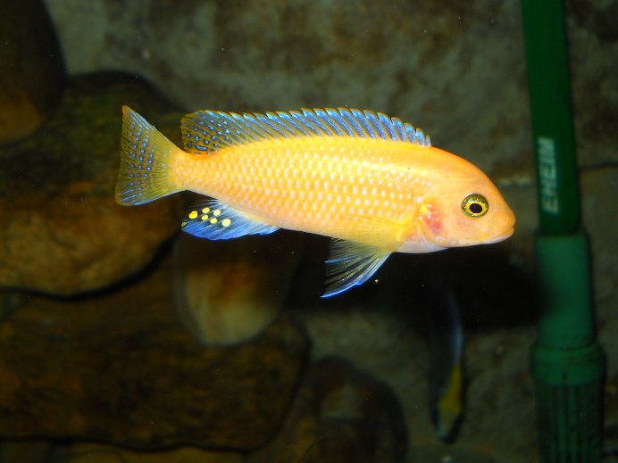Лабидохромис Еллоу синий