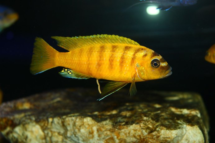 Псевдотрофеус Ломбардо