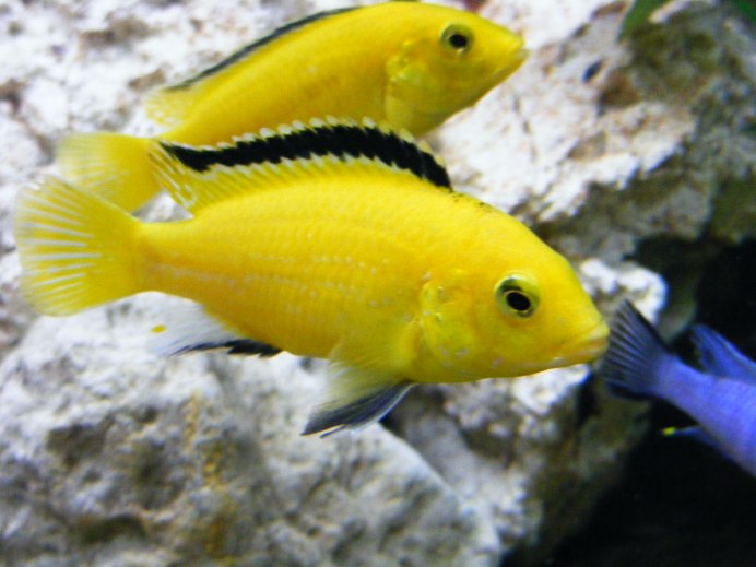 Псевдотрофеус Еллоу