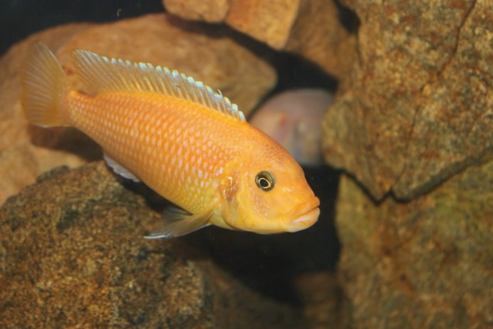 Меланохромис Еллоу