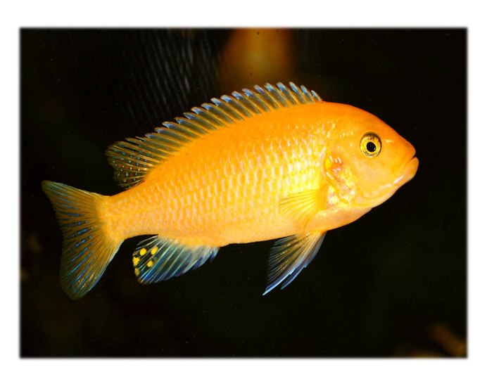 Псевдотрофеус Зебра оранжевая