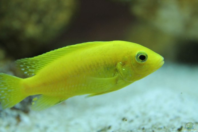 Рыбки Мбуна