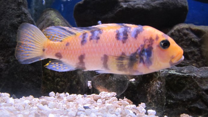 Цихлиды Зебра оранжевые