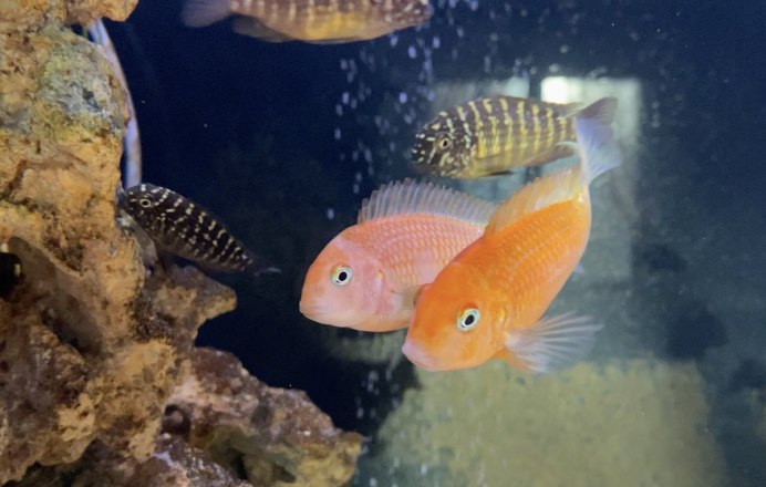 Цихлида Псевдотрофеус Зебра