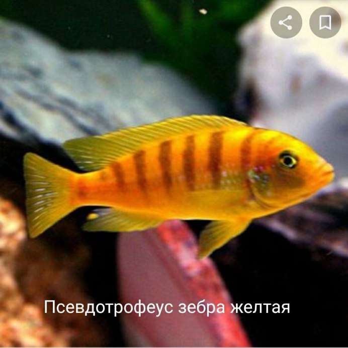 Лабидохромис Чизумулу