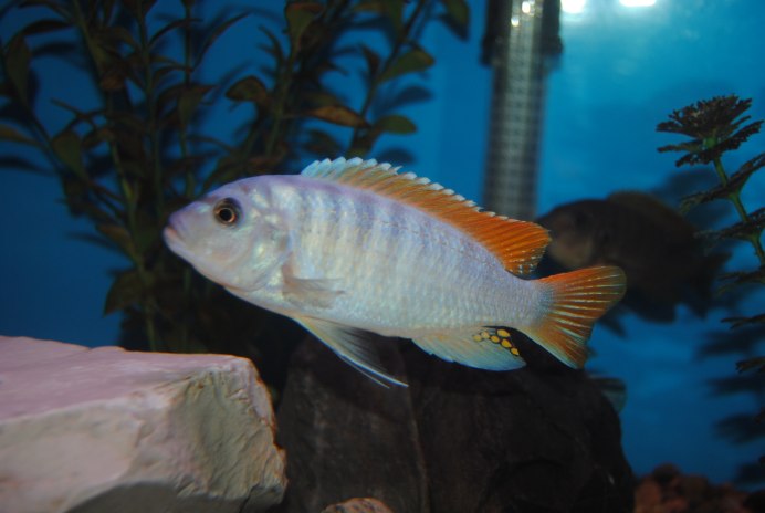 Псевдотрофеус Галанос