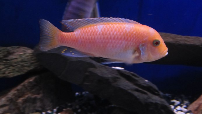 Псевдотрофеус элонгатус Мпанга