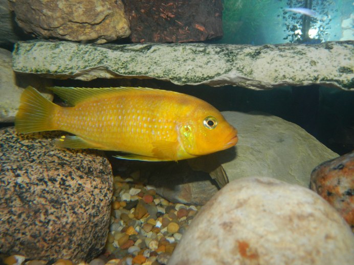 Псевдотрофеус Еллоу