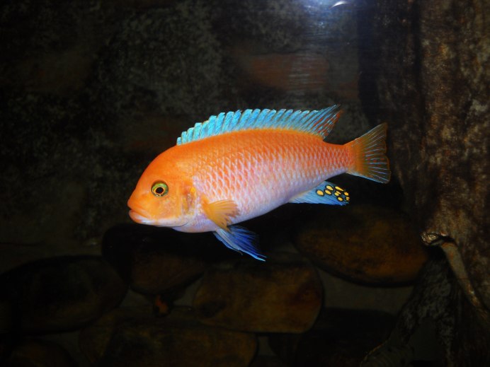 Цихлиды Псевдотрофеус Ломбардо