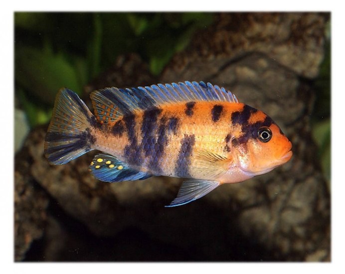 Аулонокара Зебра