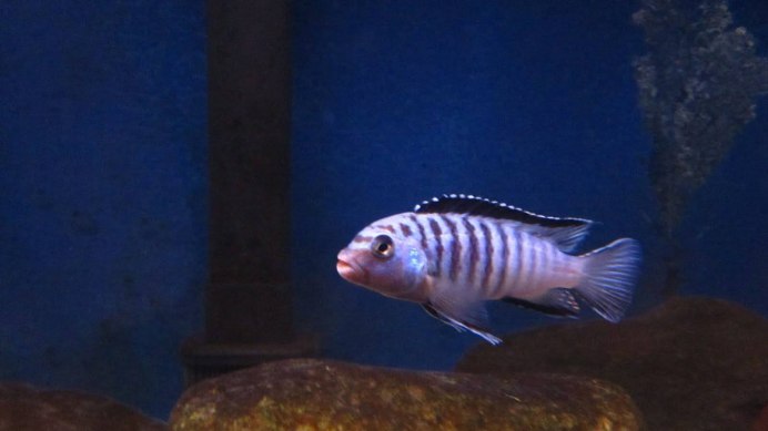 Айс Блю цихлида